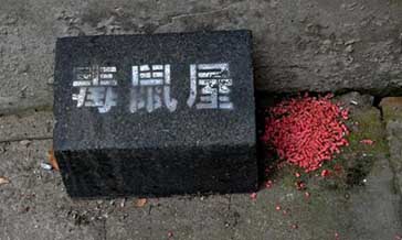 專業(yè)科學老鼠防治滅鼠滅老鼠方法